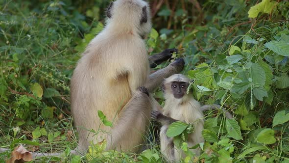 Gray Langur Semnopithecus, Also Called Hanuman Languria alt