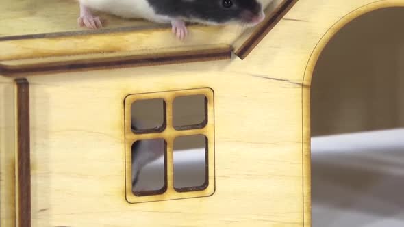 Decorative Cute Rats Close Up in a Small Wooden House at White Background alt