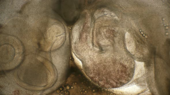 the Heartbeat of the Embryo in the Quail Egg Coturnix Coturnix alt