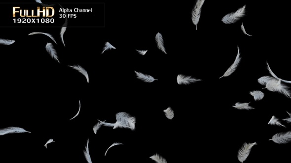Flying White Feathers alt
