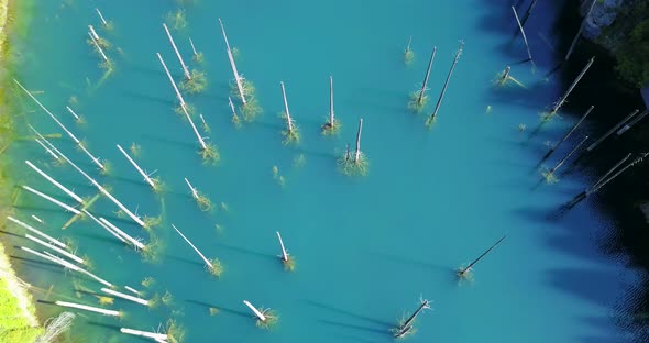 Coniferous Trees Rise From Depths of Mountain Lake alt