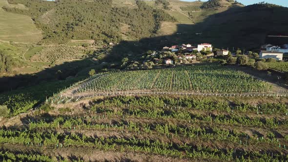 Approaching and flying low over a hilltop vineyard lined with rows of grape vines in the Douro Valle alt