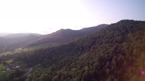 Forest in the Mountains 