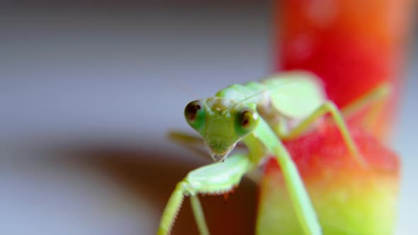 A Soft Closeup Shot of a Vietnamese Praying Mantis Hanging From a Stalk of Green Grass Preparing to alt