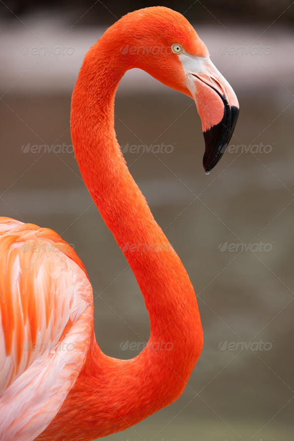 Flamingo - Stock Photo - Images