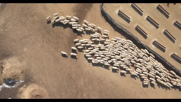herd of sheep and barn
