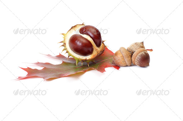 Splendid autumn chestnuts and acorns. - Stock Photo - Images