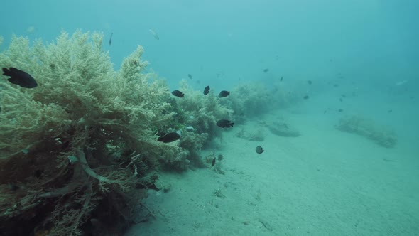 Scuba Diver's Point of View. Colorful Underwater Flora and Fauna Real Time Shot alt
