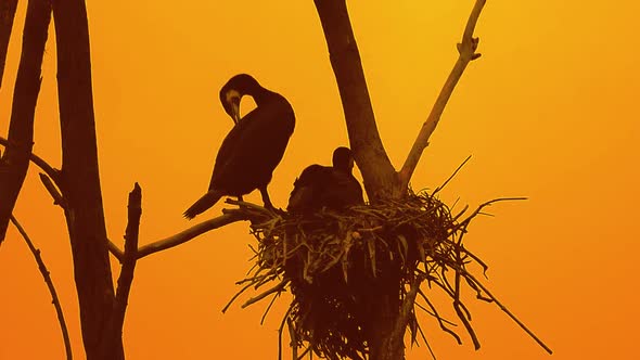 Birds family sitting on top of the tree at their nest at beautiful sunset evening Silhouette alt