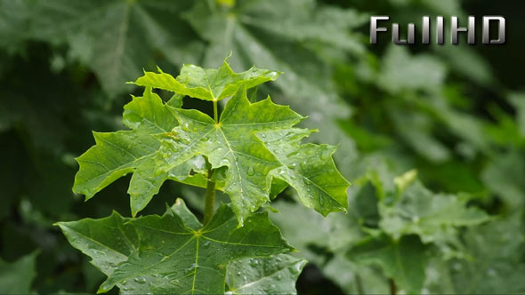 Summer Rain and Maple alt