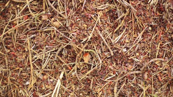 Run of Ants Close-up. Anthill, Population of Ant City. alt