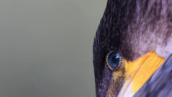 Eye of Great Cormorant (Phalacrocorax carbo). Close up
