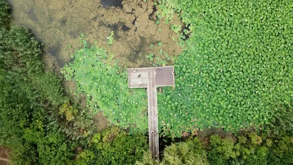 Top Down View of Lake of Lotuses. Pink Lotuses in the Water, Aerial View. alt