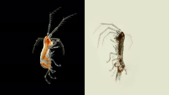 Crustacean Dulichia Sp. Under the Microscope, of the Dulichiidae Family alt