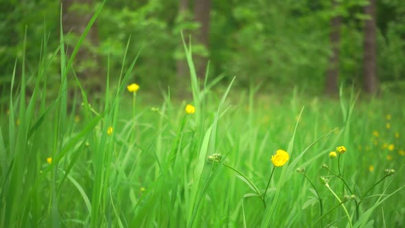 Green Grass and Flowers on a Wind
