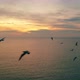 Birds Flying at Sunrise Drone 4K - VideoHive Item for Sale