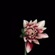 Time-lapse of blooming red white dahlia - VideoHive Item for Sale