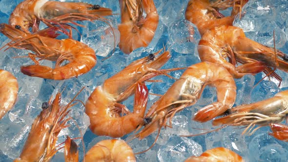 King Prawns On Ice At Buffet alt