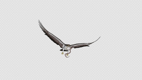Snake Eagle with Caught Serpent - Flying Transition - II