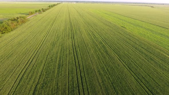 Aerial of the Boundless Green Wheat Agro Area From a High Flying Drone in Summer 
