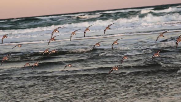 Sanderlings Flying Over Shore alt