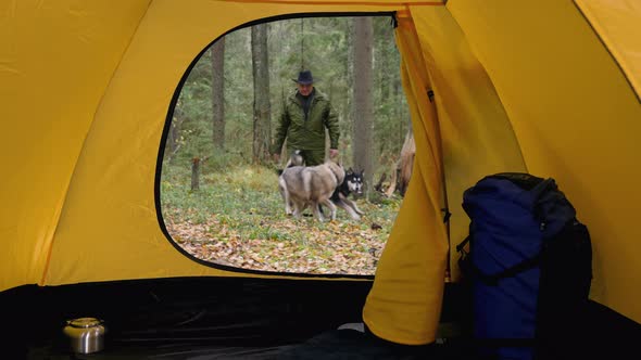 Hiker in Cowboy Hat Walking with Dogs in Forest, View from Open Tent
