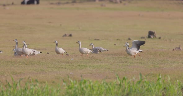 Flock of Bar headed geese walking and taking off from a field in India alt