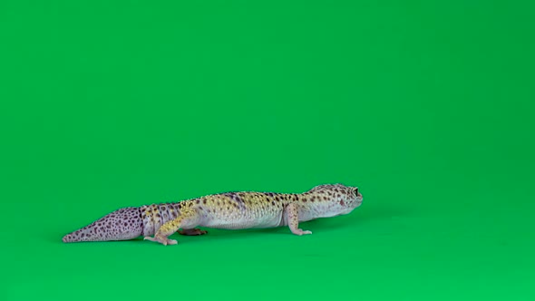 Yellow and Brown Spotted Leopard Gecko Eublefar Isolated at Green Screen alt