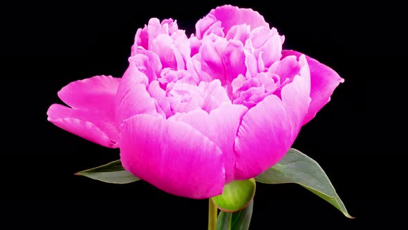 Time Lapse of Opening Beautiful Pink Peony Flowers alt