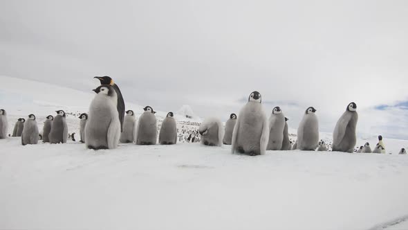 Emperor Penguins with Chiks Close Up in Antarctica