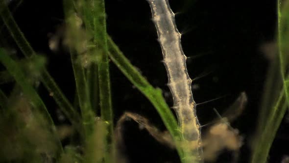 Peristalsis in the gut of the microscopic segmented annelid, Stylaria. alt