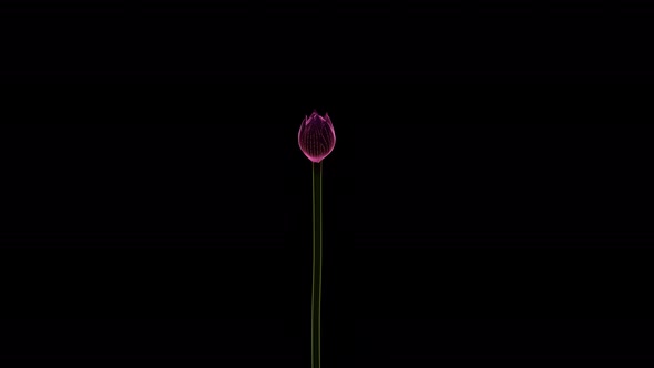 lotus growth animation