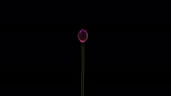 lotus growth animation alt