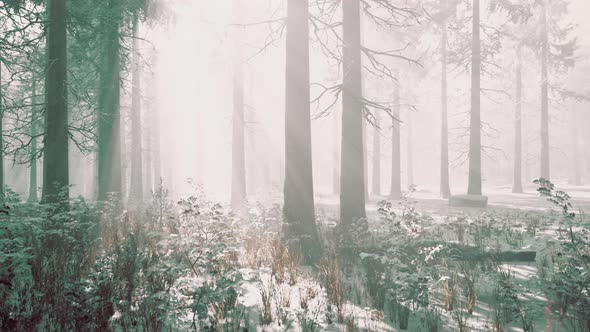 Magic December Forest with Sun Ray Light alt