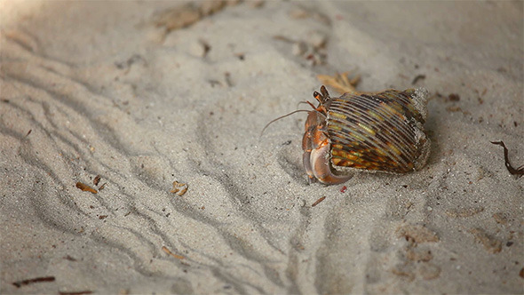 Hermit Crab alt