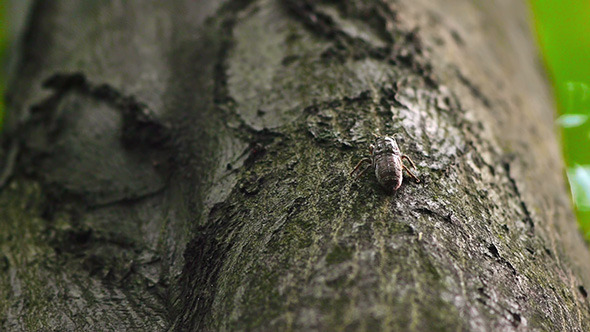 Insect Sitting On A Tree 2