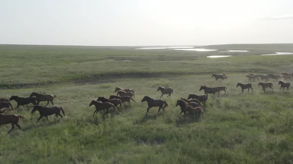 Wild Horses Running Dust From Under the Hooves alt