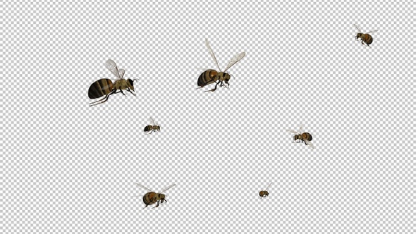 Honey Bee Swarm - Flying Around Screen CU - Transparent Loop - Alpha Channel