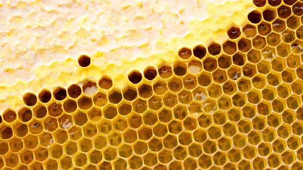 Close Up of Honey Wood Wax Frame Honeycomb  Slow Motion alt