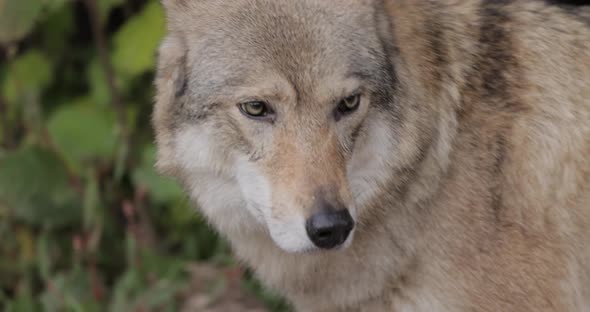 Wolf Canis Lupus, Also Known as the Gray Wolf alt