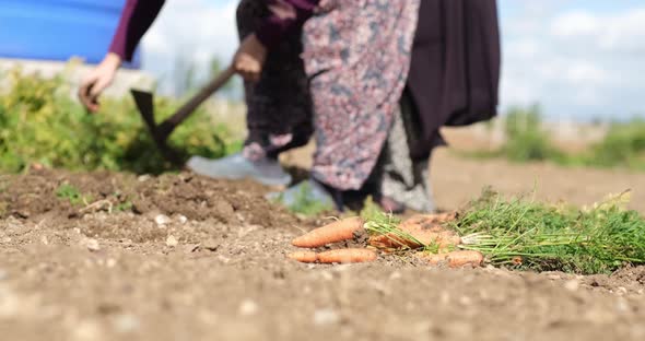 Farm specialist workers pulling out freshly picked carrots.