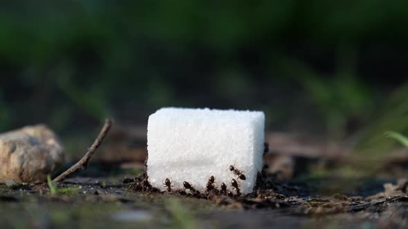 Ants and Sugar
