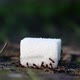 Ants and Sugar - VideoHive Item for Sale