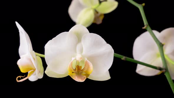 Blooming White Orchid Phalaenopsis Flower alt