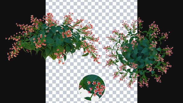 Growing Feinlaubige Flowers alt