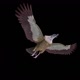 Asian Vulture - Himalayan Griffon - Flying Bird - Down Angle View - Transparent Loop - VideoHive Item for Sale