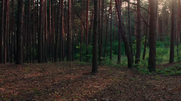 Hiking in the Pine Forest alt