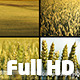 Wheat Field Pack 2 (4-pack) Wheat Field Pack 2 (4-pack) - VideoHive Item for Sale
