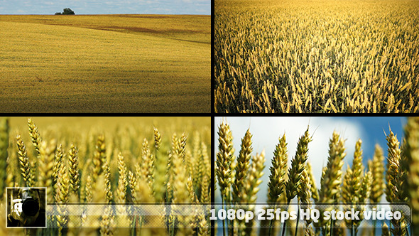 Wheat Field Pack 2 (4-pack)