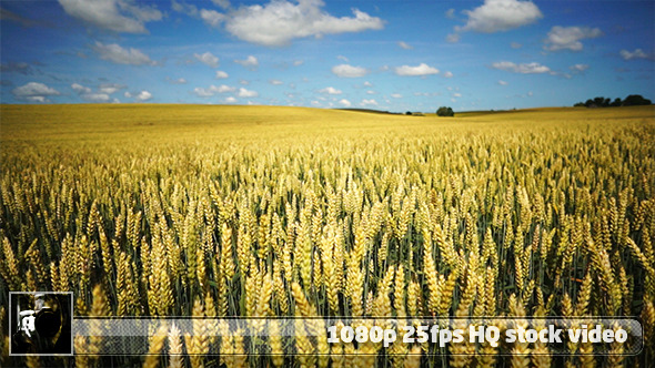 Wheat Field Pack Time Lapse 1